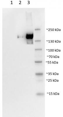 S glycoprotein | SARS-CoV-2 Spike Glycoprotein (polyclonal) in the group Antibodies Human Cell Biology / Coronavirus Research at Agrisera AB (Antibodies for research) (AS20 4372)